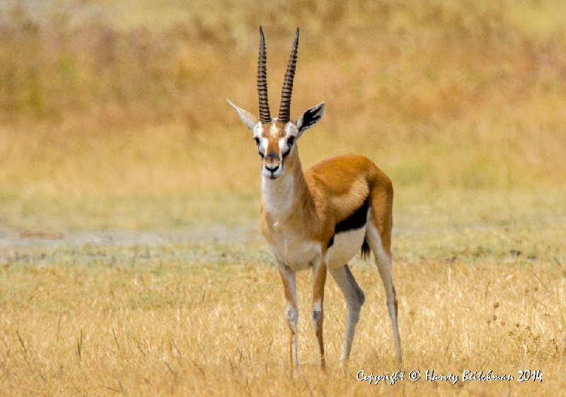 Thomson's Gazelle_HBB4020.jpg